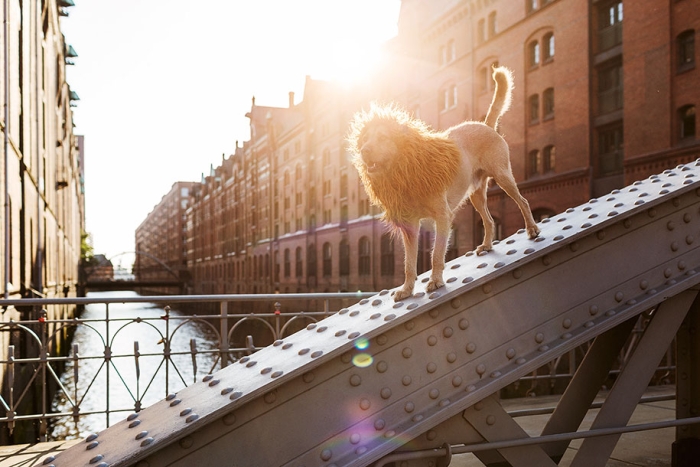 dog-turned-into-lion-julia-marie-werner-11