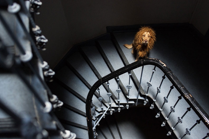 stray-dog-big-city-lion-grossstadtlowe-julia-marie-werner-25