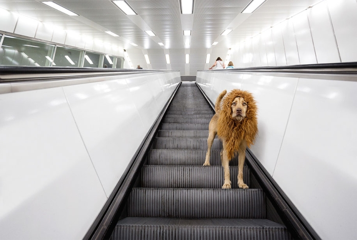 dog-turned-into-lion-julia-marie-werner-1