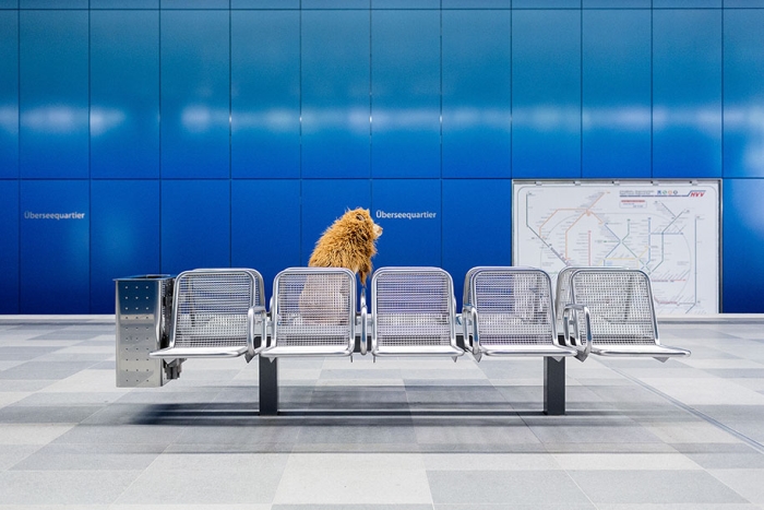dog-turned-into-lion-julia-marie-werner-9