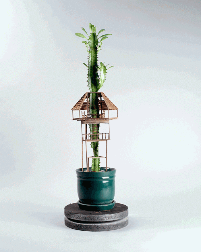 miniature-treehouse-houseplants-jedediah-corwyn-voltz-1