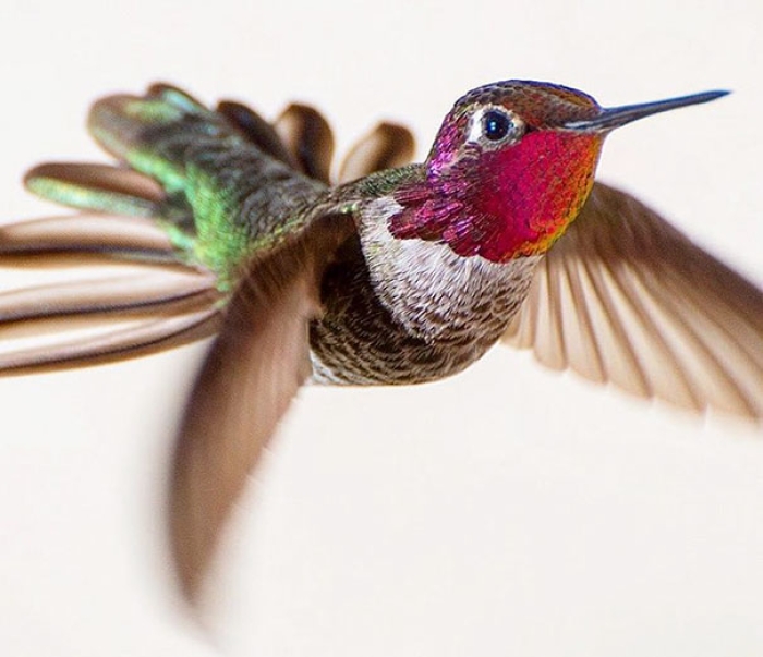 hummingbird-closeup-photography-tracy-johnson-california-10