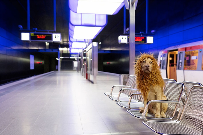 dog-turned-into-lion-julia-marie-werner-10