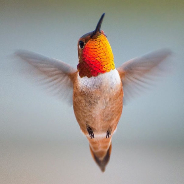 hummingbird-closeup-photography-tracy-johnson-california-15