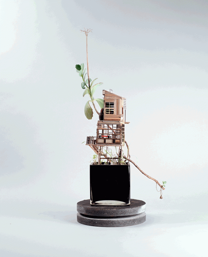 miniature-treehouse-houseplants-jedediah-corwyn-voltz-2