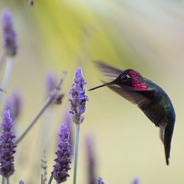 hummingbird-closeup-photography-tracy-johnson-california-5