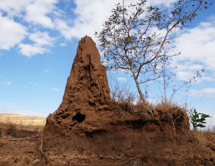 Termites