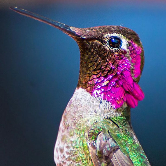 hummingbird-closeup-photography-tracy-johnson-california-12