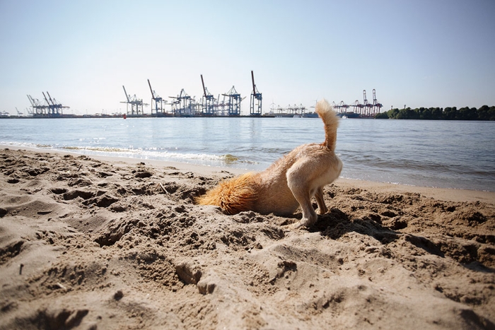 dog-turned-into-lion-julia-marie-werner-5