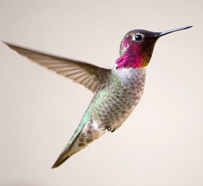 hummingbird-closeup-photography-tracy-johnson-california-7