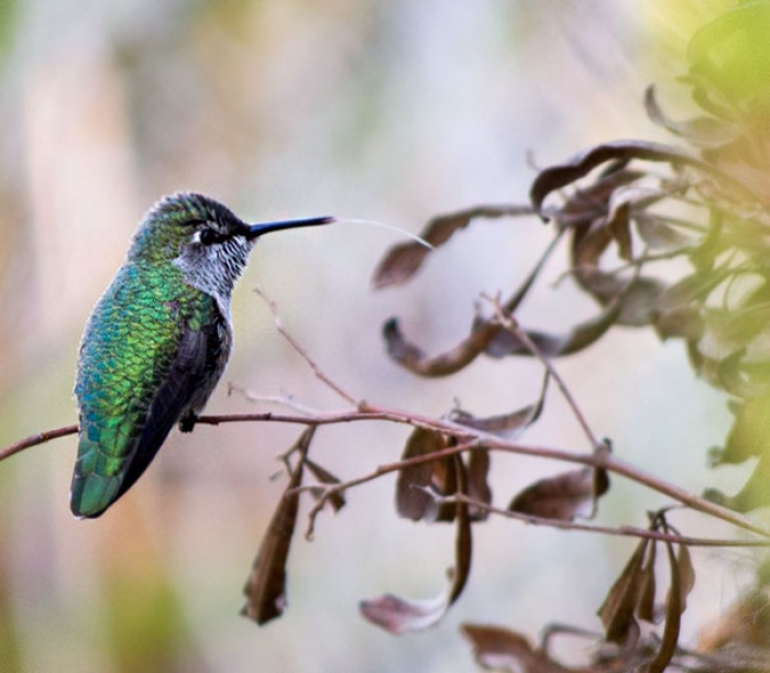 hummingbird-closeup-photography-tracy-johnson-california-1