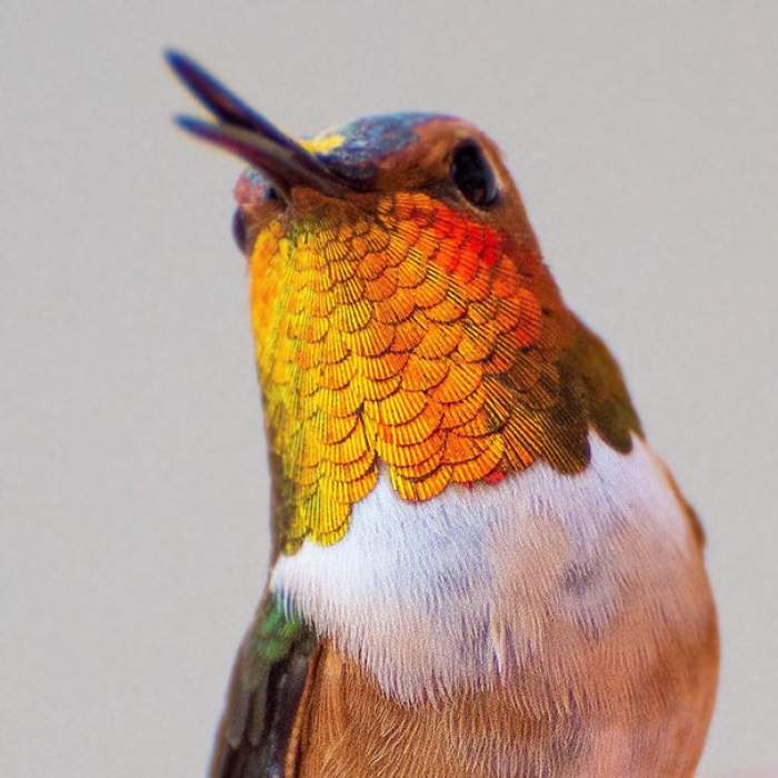 hummingbird-closeup-photography-tracy-johnson-california-3