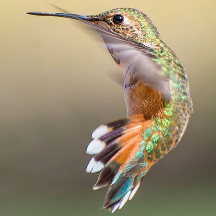 hummingbird-closeup-photography-tracy-johnson-california-14