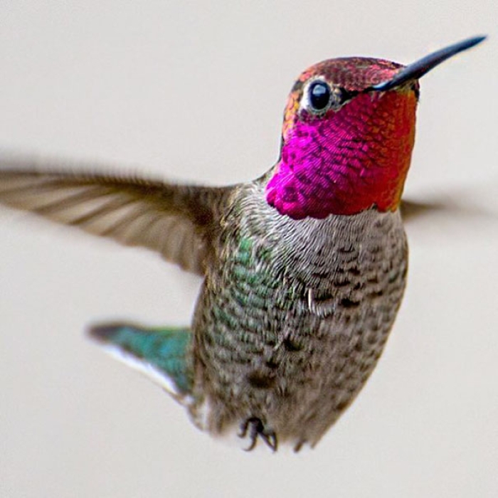 hummingbird-closeup-photography-tracy-johnson-california-4