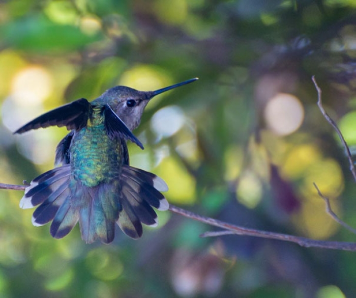 hummingbird-closeup-photography-tracy-johnson-california-8