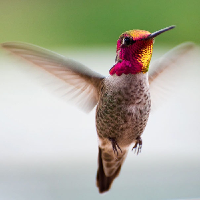 hummingbird-closeup-photography-tracy-johnson-california-9