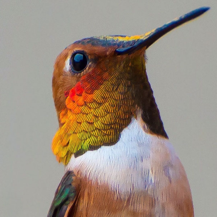 hummingbird-closeup-photography-tracy-johnson-california-13
