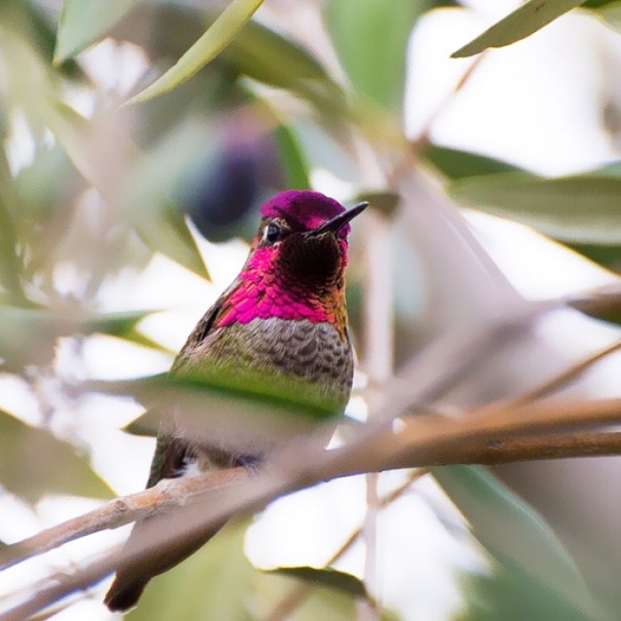 hummingbird-closeup-photography-tracy-johnson-california-11