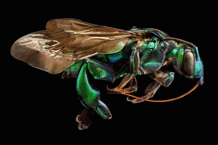 macro-insect-photos-made-10k-images-levon-biss-5
