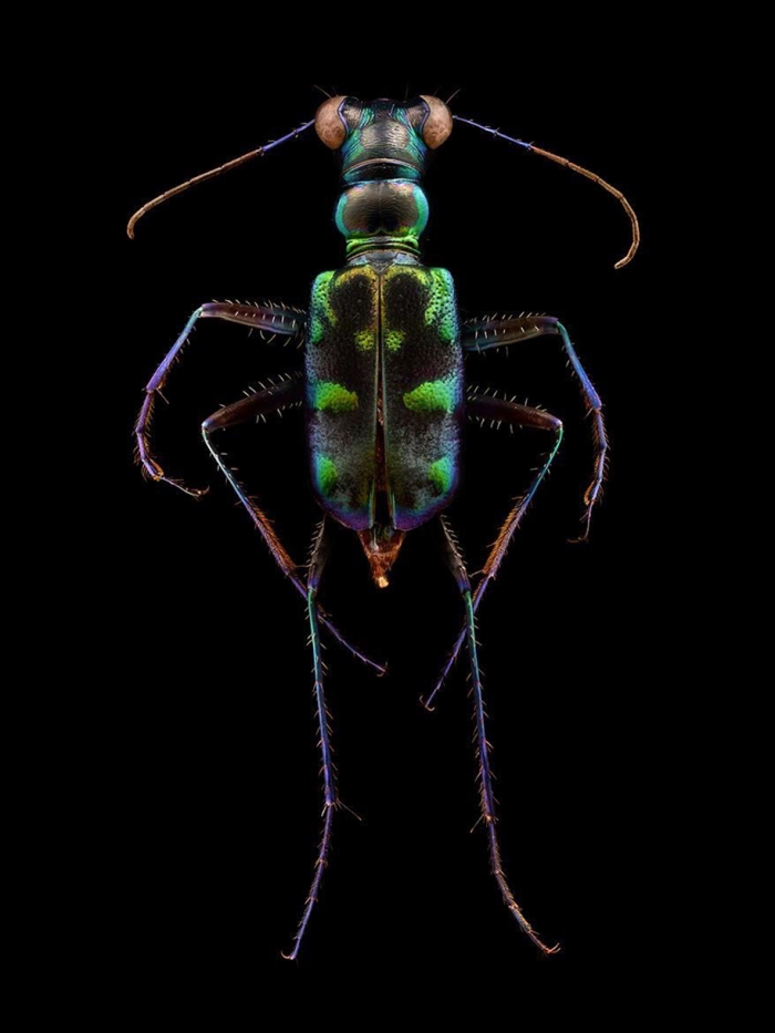 macro-insect-photos-made-10k-images-levon-biss-7