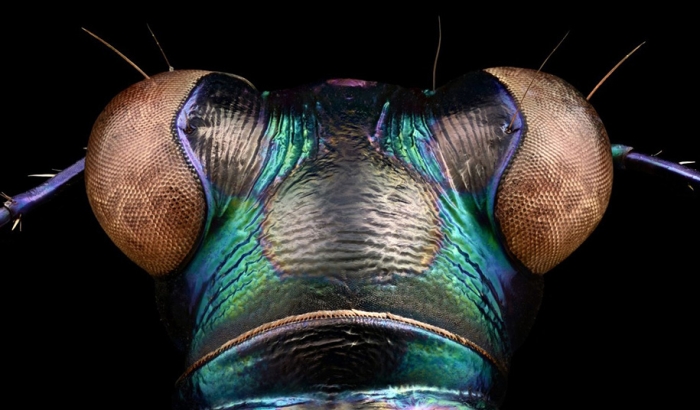 macro-insect-photos-made-10k-images-levon-biss-12