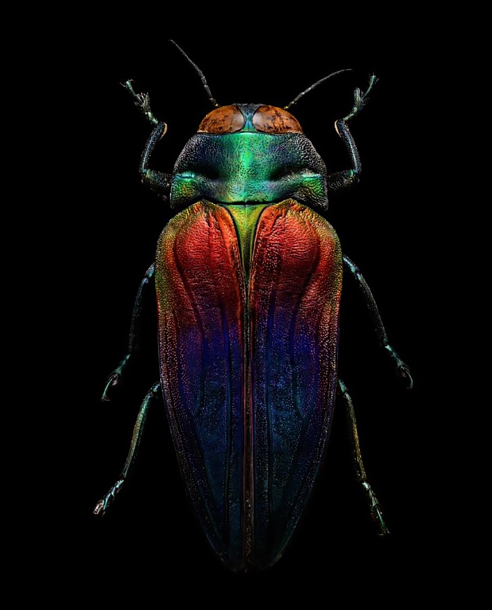macro-insect-photos-made-10k-images-levon-biss-9