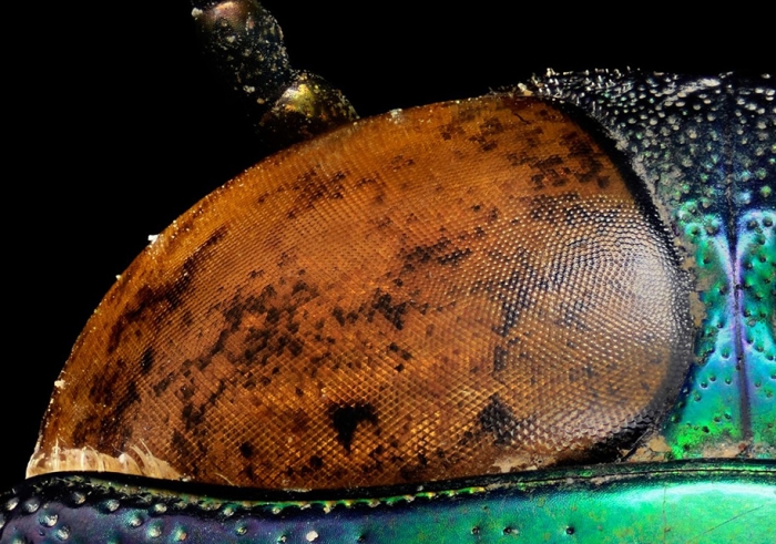macro-insect-photos-made-10k-images-levon-biss-11