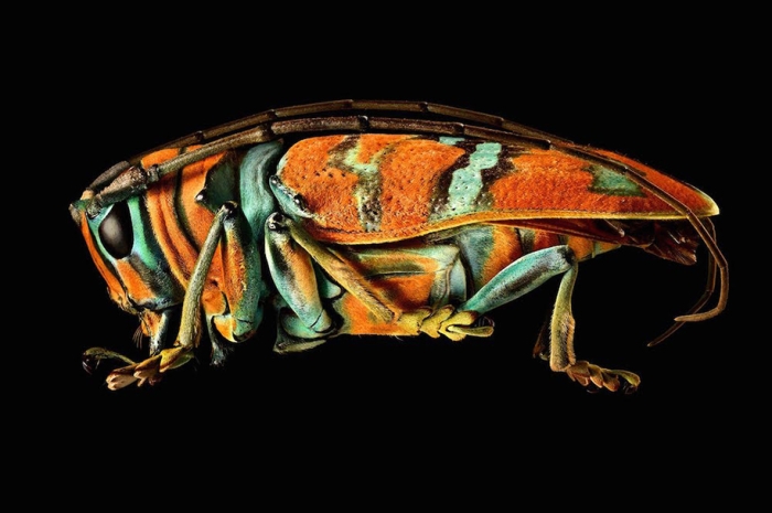 macro-insect-photos-made-10k-images-levon-biss-3