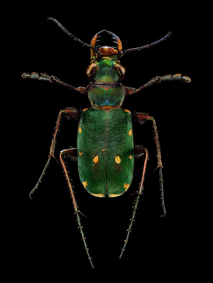 macro-insect-photos-made-10k-images-levon-biss-1