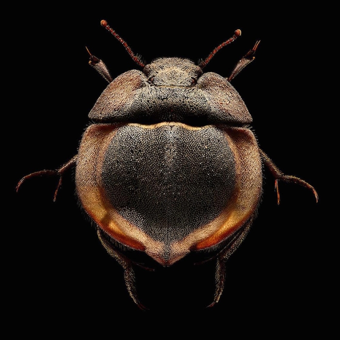 macro-insect-photos-made-10k-images-levon-biss-8