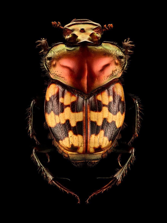 macro-insect-photos-made-10k-images-levon-biss-6