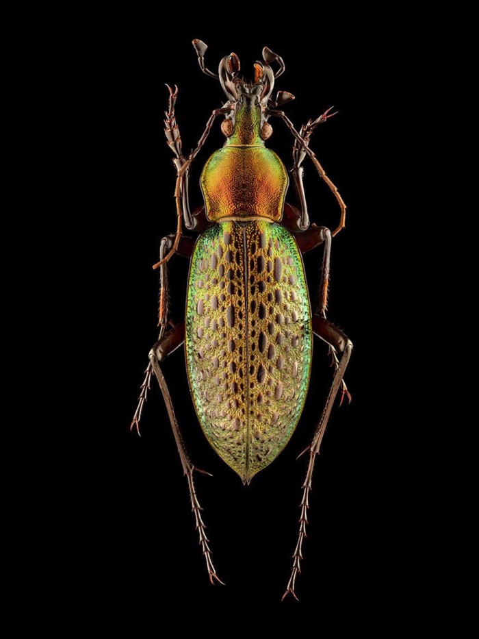 macro-insect-photos-made-10k-images-levon-biss-2