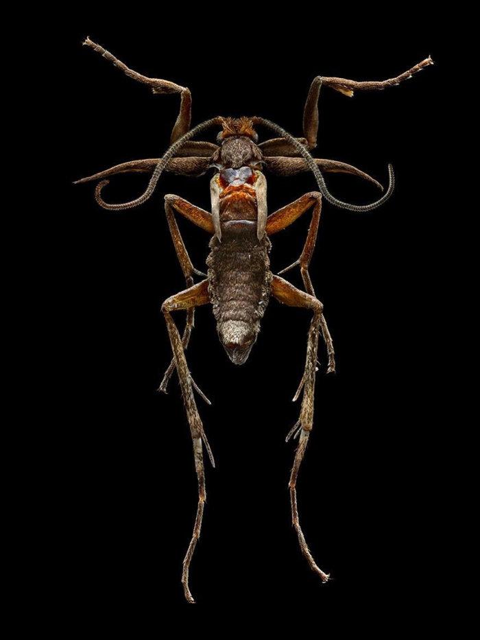 macro-insect-photos-made-10k-images-levon-biss-4