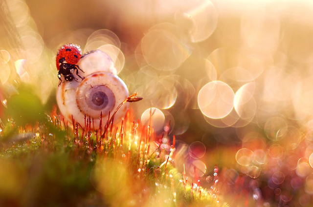 Polish Photographer Shows Nature's Beauty That We Usually Miss