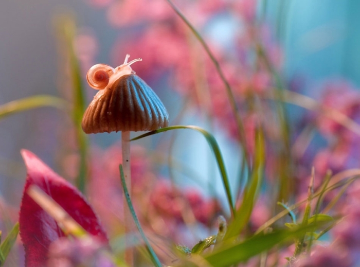 nature-wonderland-photography-magda-wasiczek-poland-4