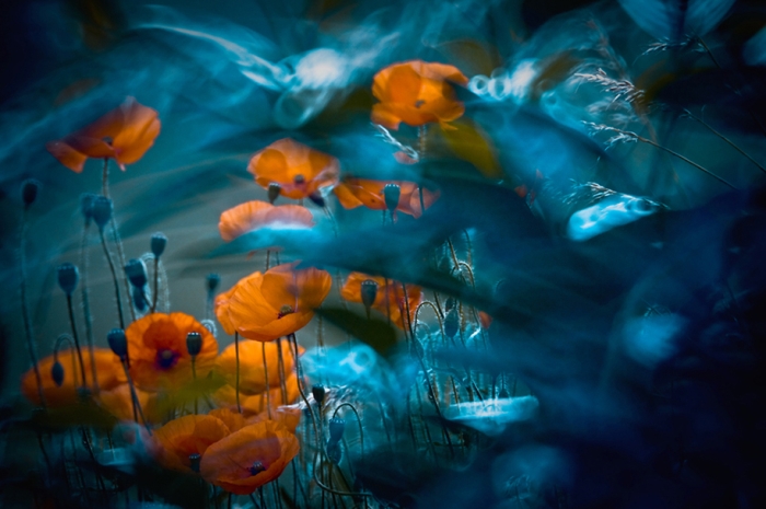 nature-wonderland-photography-magda-wasiczek-poland-13