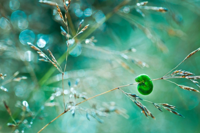 nature-wonderland-photography-magda-wasiczek-poland-2