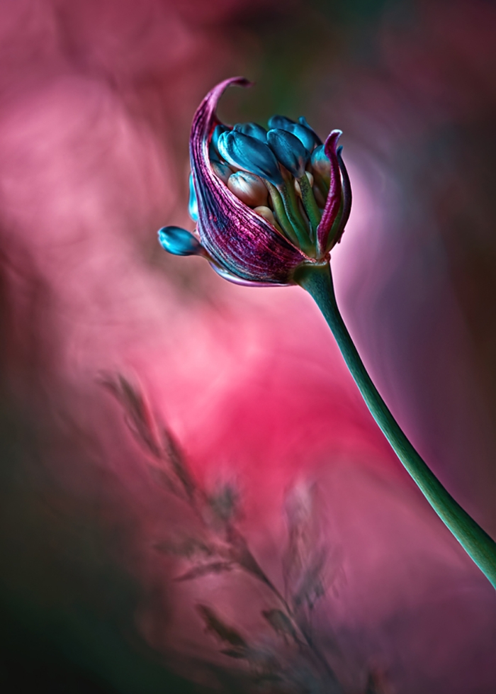 nature-wonderland-photography-magda-wasiczek-poland-15