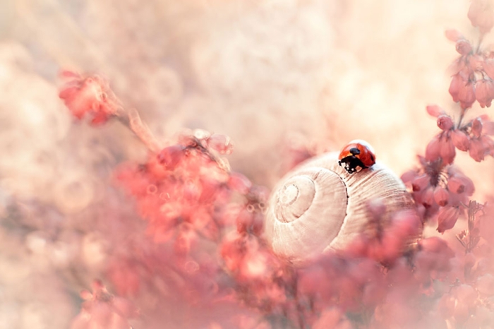 nature-wonderland-photography-magda-wasiczek-poland-10