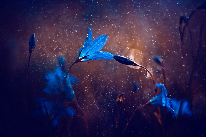 nature-wonderland-photography-magda-wasiczek-poland-14