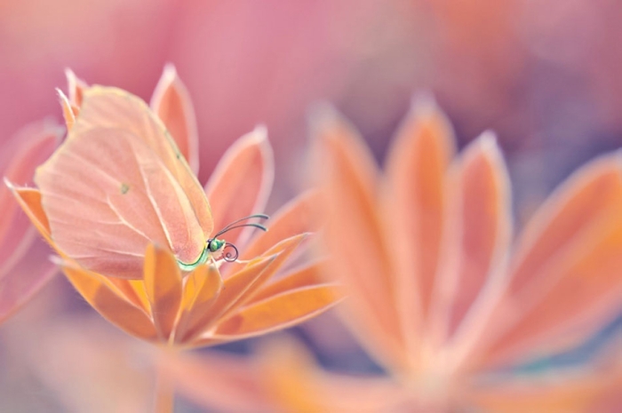 nature-wonderland-photography-magda-wasiczek-poland-3