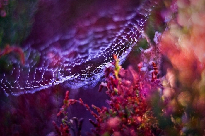 nature-wonderland-photography-magda-wasiczek-poland-9