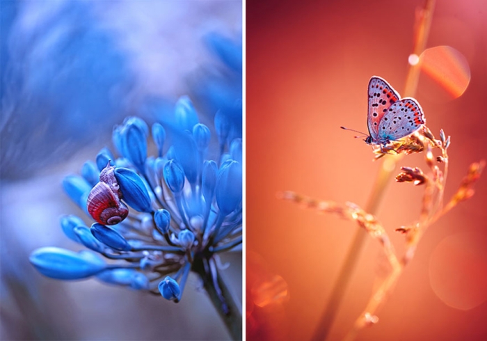 nature-wonderland-photography-magda-wasiczek-poland-7