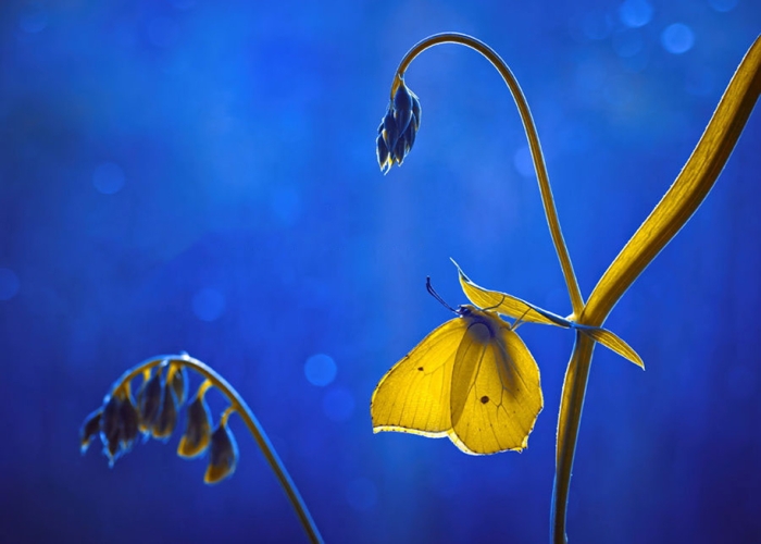 nature-wonderland-photography-magda-wasiczek-poland-6