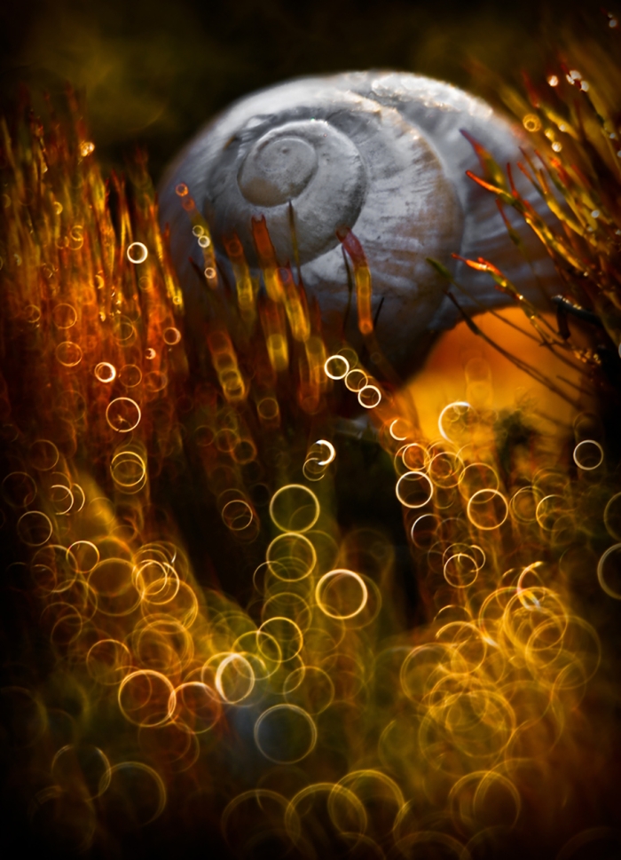 nature-wonderland-photography-magda-wasiczek-poland-1
