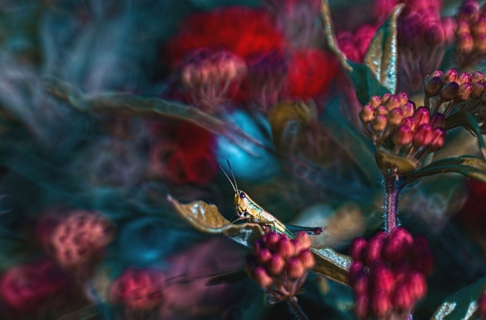 nature-wonderland-photography-magda-wasiczek-poland-5