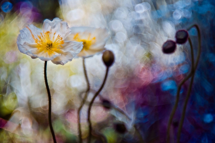 nature-wonderland-photography-magda-wasiczek-poland-8