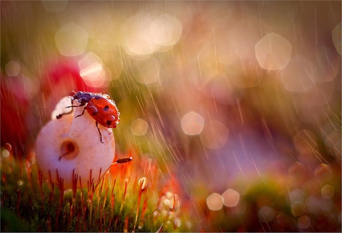 nature-wonderland-photography-magda-wasiczek-poland-11