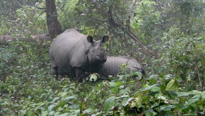 The Big Indian Rhino