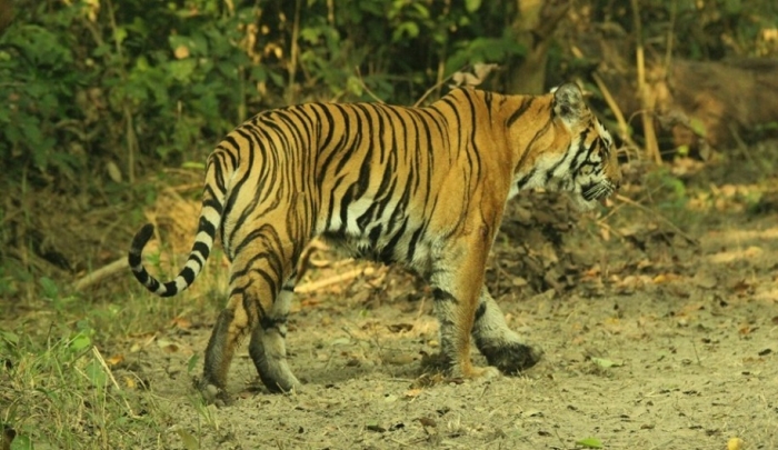 Tiger In Kishanpur Wildlife Sanctuary